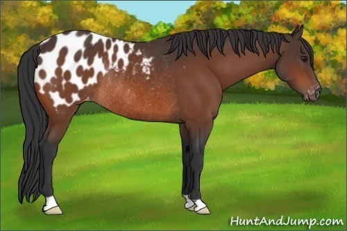 Horse Color:Brown Appaloosa Rabicano 