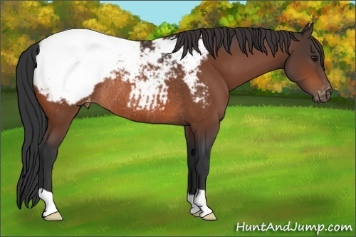 Horse Color:Bay Appaloosa Rabicano 