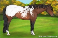 Horse Color:Bay Appaloosa Rabicano 