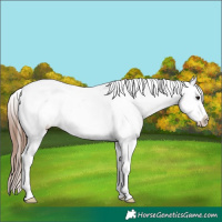 Horse Color:Brown Near Leopard Rabicano 