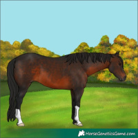 Horse Color:Gray Brown
