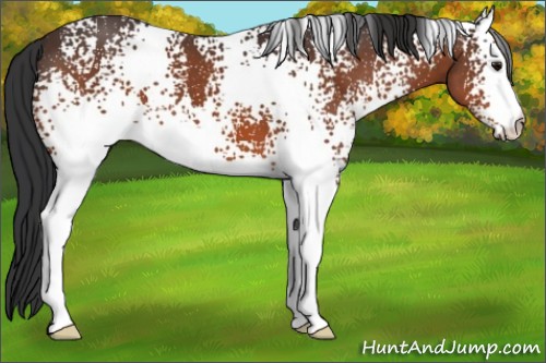 Horse Color:White Spotted Bay 