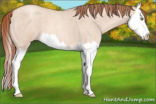 Horse Color:Gold Champagne Roan Dun Splash