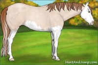 Horse Color:Gold Champagne Roan Dun Splash