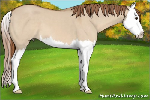 Horse Color:Red Dun Splash 