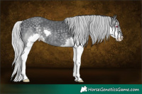 Horse Color:Silver Black Chinchilla Splash