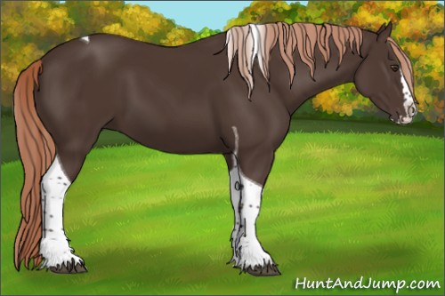 Horse Color:Liver Chestnut Splash Tobiano 
