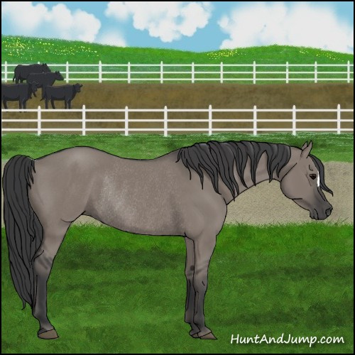 Horse Color:Grullo Rabicano 