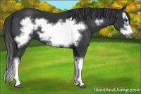 Horse Color:Black Splash Frame