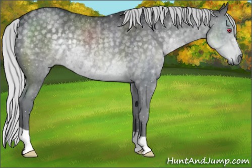 Horse Color:Silver Black Chinchilla Rabicano 