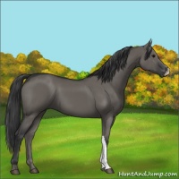Horse Color:Grullo