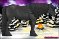Horse Color:Black 