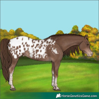 Horse Color:Liver Chestnut Tobiano Appaloosa 