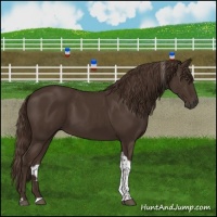 Horse Color:Liver Chestnut Tobiano 