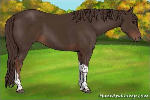 Horse Color:Liver Chestnut Tobiano 
