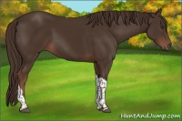 Horse Color:Liver Chestnut Tobiano 