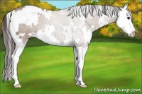 Horse Color:White Spotted Classic Champagne Splash 