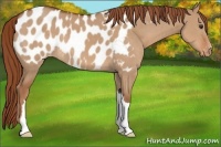 Horse Color:Red Dun Near Leopard