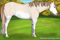 Horse Color:Gold Champagne Dun Splash