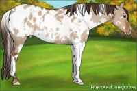 Horse Color:White Spotted Liver Red Dun Appaloosa 