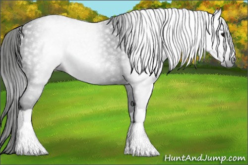 Horse Color:Gray Black 