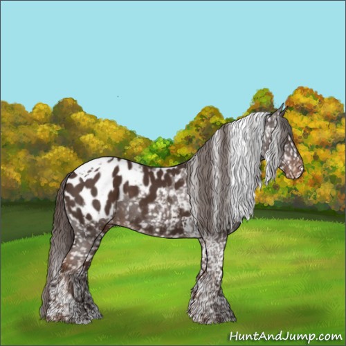 Horse Color:Liver Chestnut Tobiano Appaloosa 