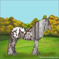 Horse Color:Liver Chestnut Tobiano Appaloosa 