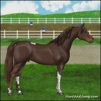Horse Color:Liver Chestnut Tobiano 