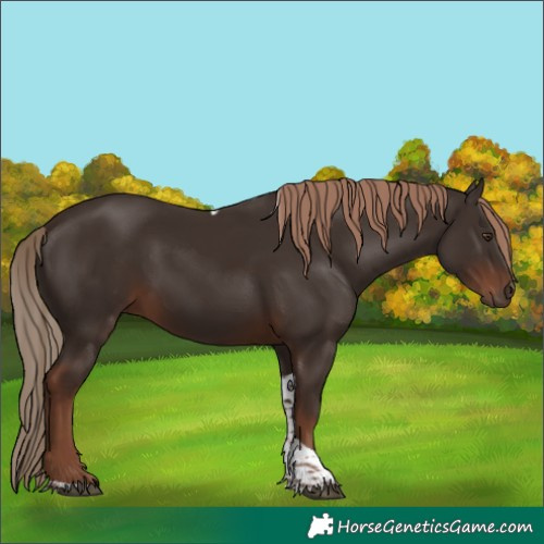 Horse Color:Liver Chestnut Tobiano 
