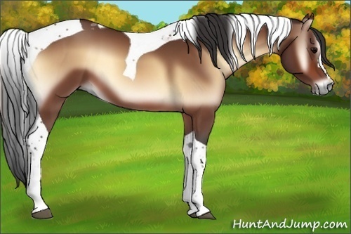 Horse Color:Bay Onyx Tobiano 