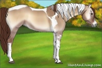 Horse Color:Red Dun Onyx Tobiano 