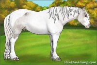Horse Color:Silver Black Sabino Tobiano Rabicano 