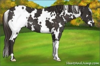Horse Color:White Spotted Liver Chestnut 