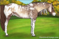 Horse Color:Red Onyx Tobiano Appaloosa 