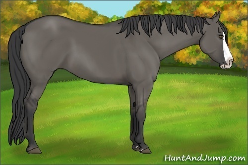 Horse Color:Unknown 