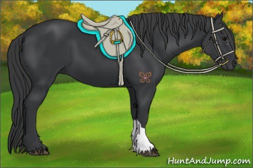 Horse Color:Black 