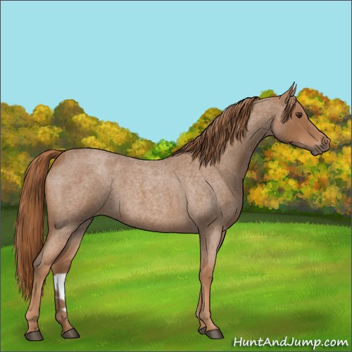 Horse Color:Red Roan 
