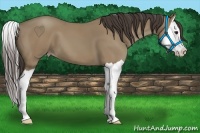 Horse Color:Classic Champagne Splash