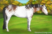 Horse Color:White Spotted Bay 