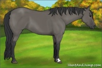 Horse Color:Grullo