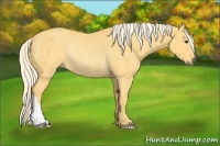 Horse Color:Palomino Rabicano
