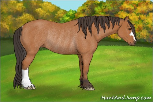 Horse Color:Bay Rabicano 