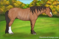 Horse Color:Bay Rabicano 