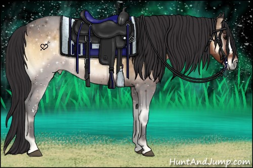 Horse Color:Buckskin Onyx 