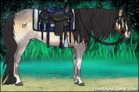 Horse Color:Buckskin Onyx 