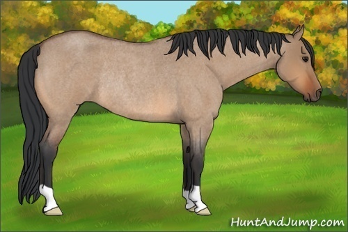 Horse Color:Bay Roan Dun Rabicano 