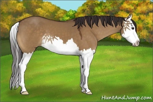 Horse Color:Buckskin Dun Splash 