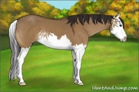 Horse Color:Buckskin Dun Splash