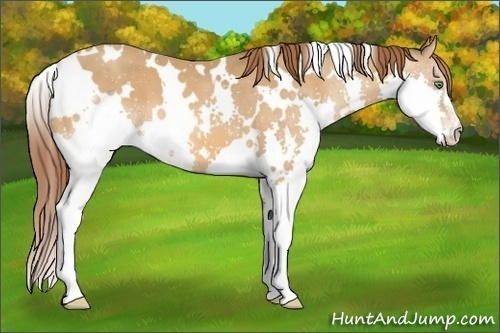 Horse Color:White Spotted Sable Cream Champagne Splash Appaloosa 