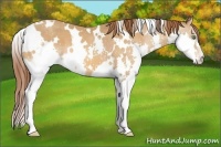 Horse Color:White Spotted Sable Cream Champagne Splash Appaloosa 